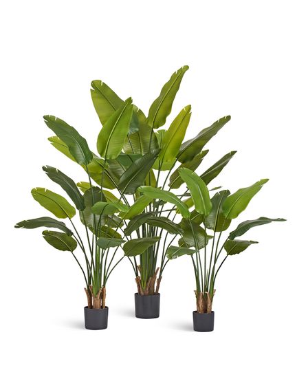 Стрелиция New Style (Sensitive Botanic) 110 см