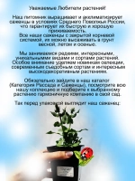 Шалфей Салют Вайт белый дубравный