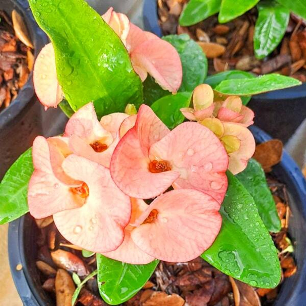 Эуфорбия Миля SAB PAISAN