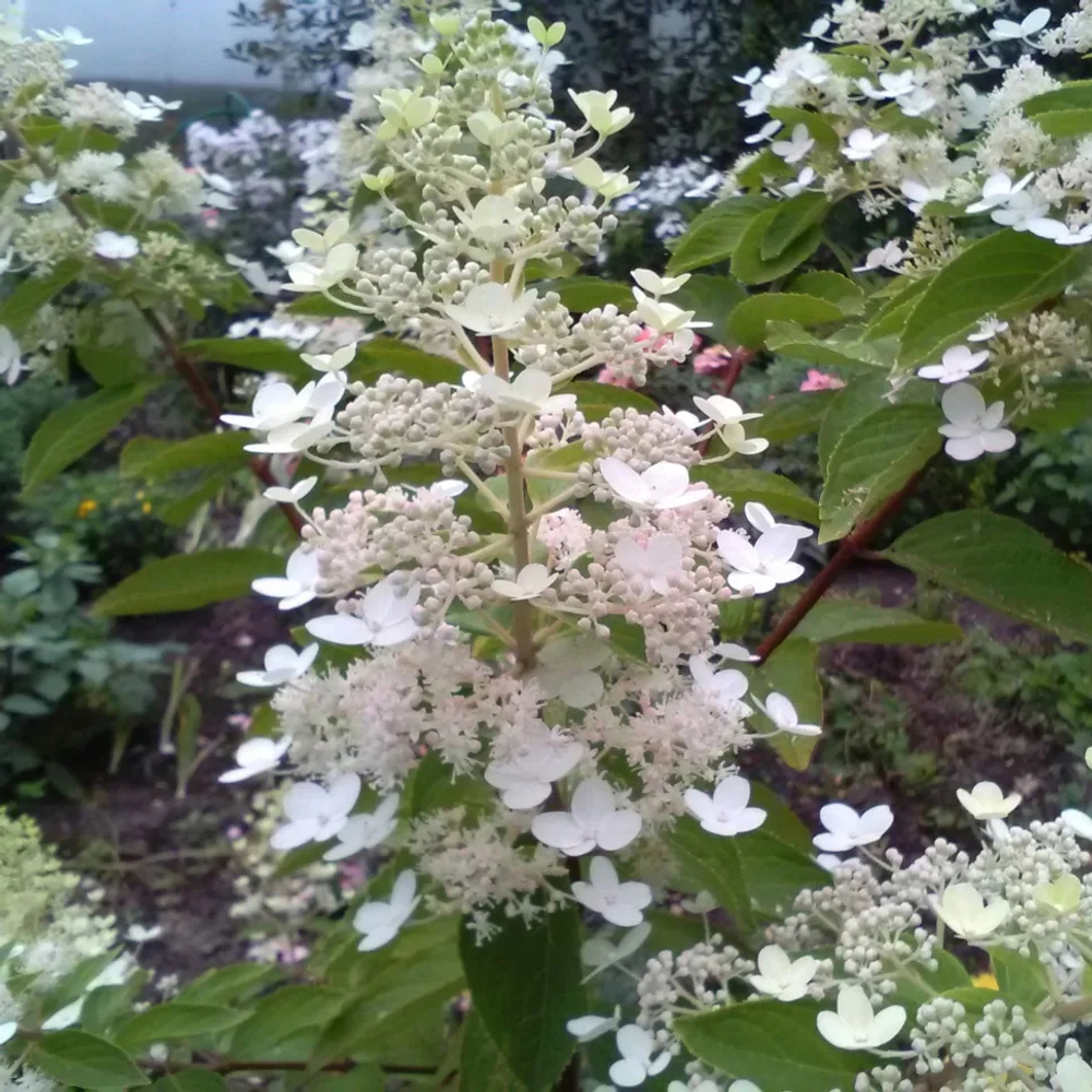 «Киушу» (Kyushu) Метельчатая Гортензия Р9