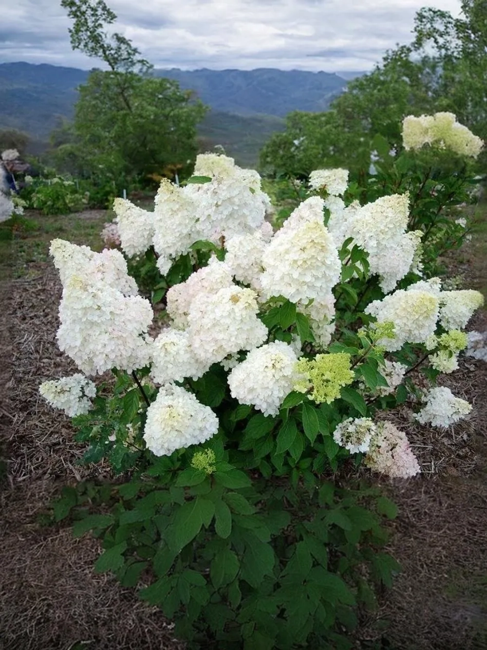 Гортензия метельчатая Диамантино