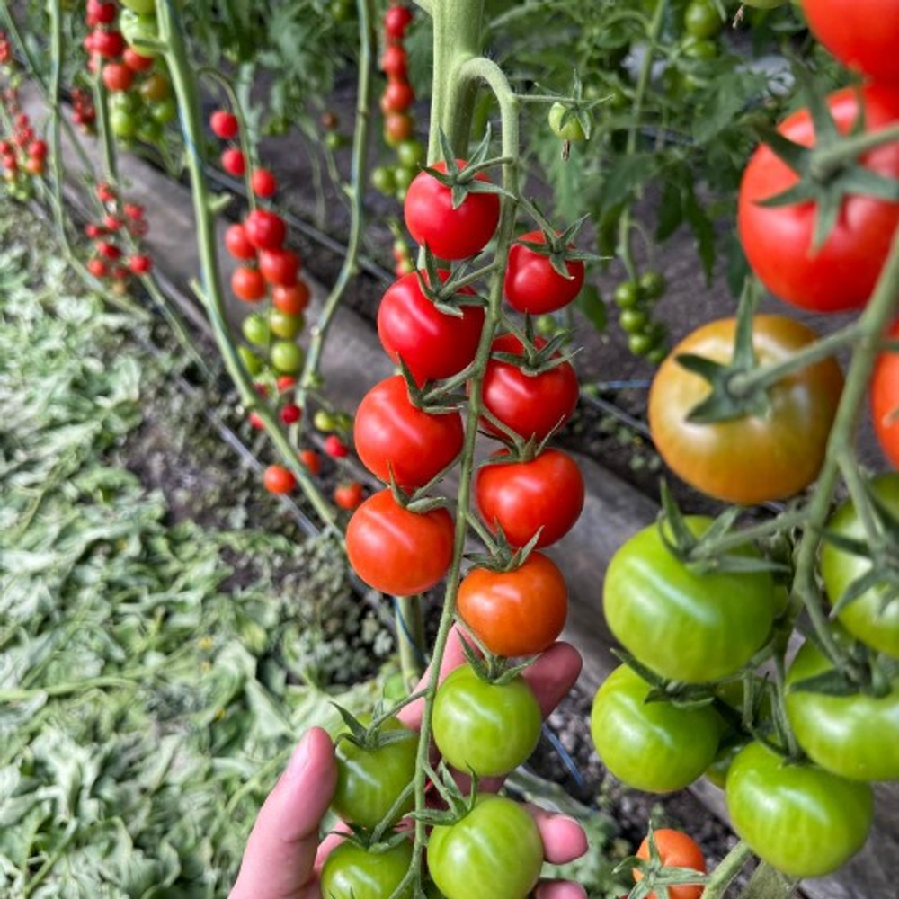 Арома F1 семена томата индетерминантного ( Yuksel Tohum / )