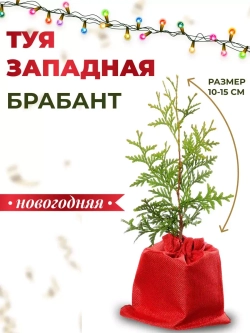 Саженец Туя западная Брабант Новогодняя
