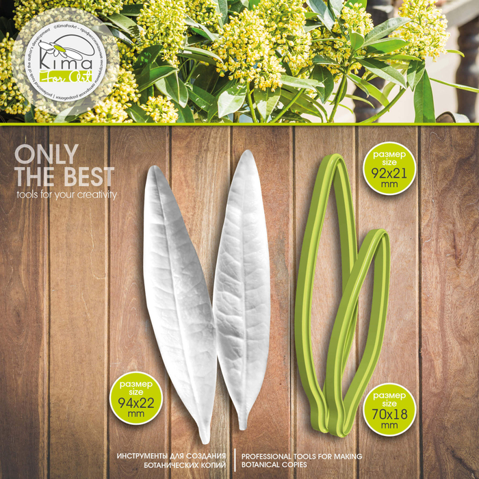 Эвкалипт тополевидный