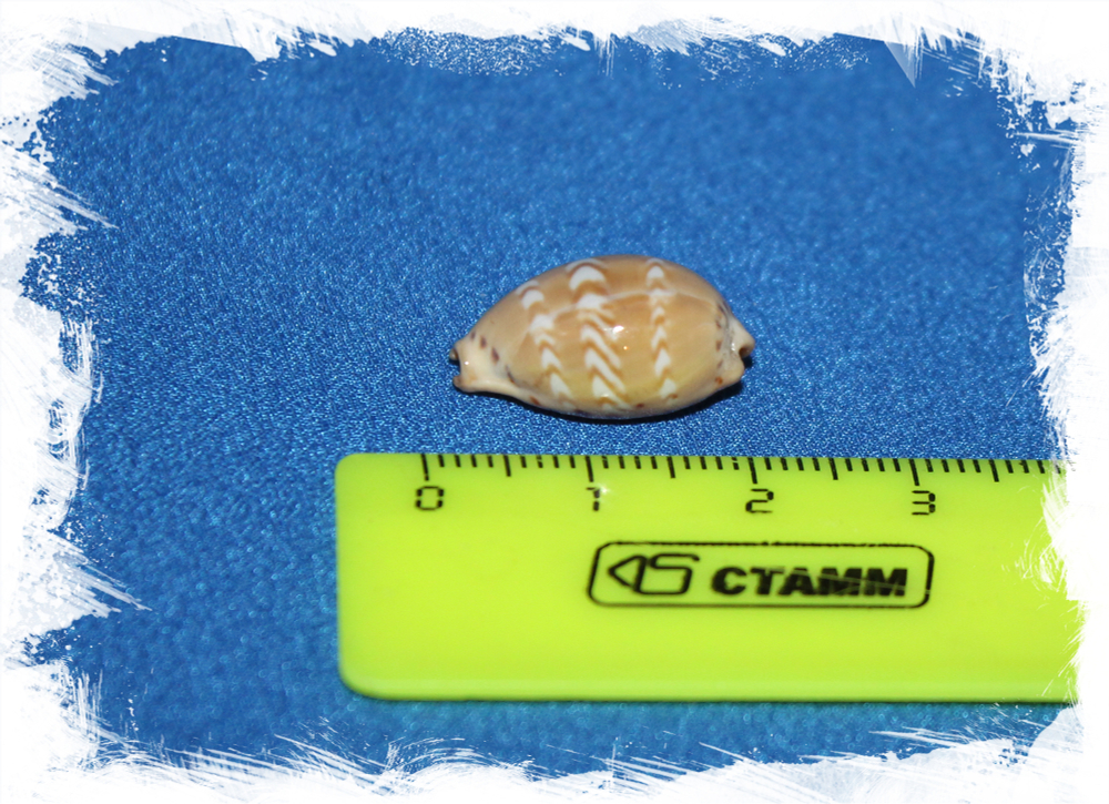 Ракушка Palmadusta zicazac коллекционная