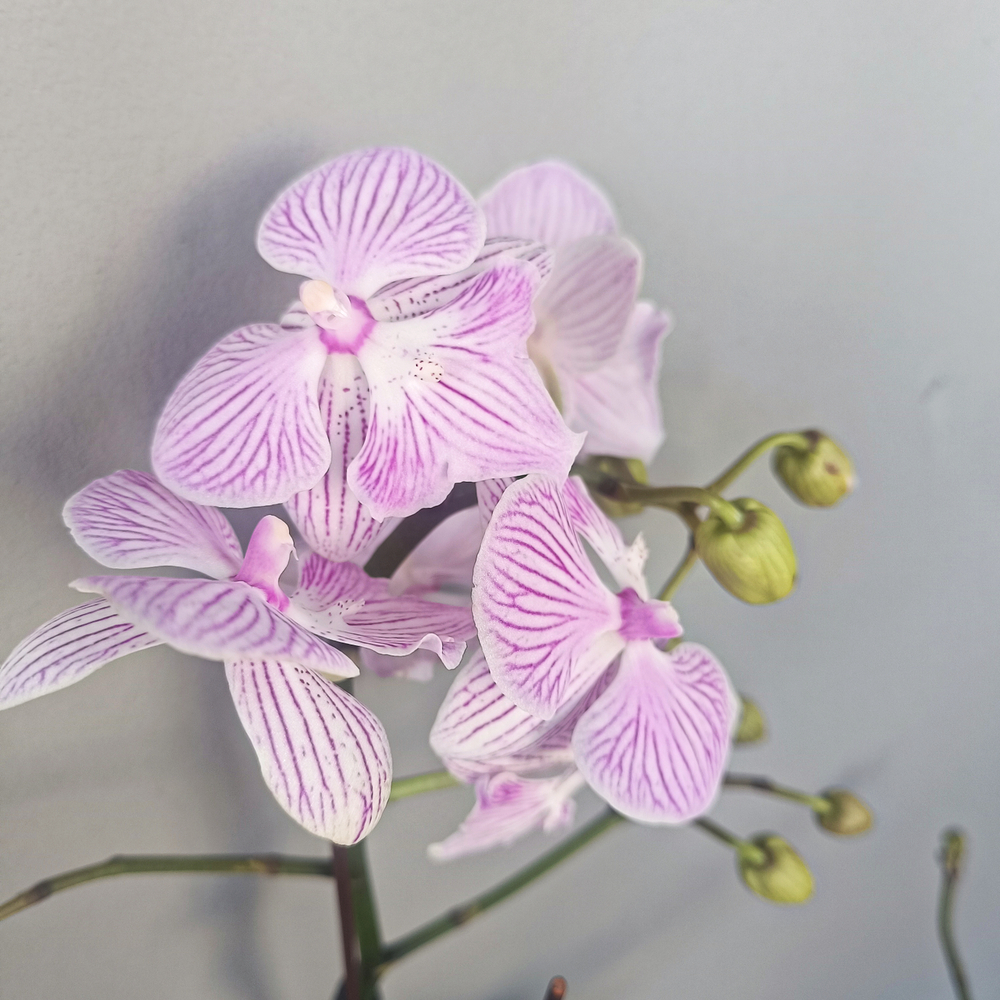 Орхидея фаленопсис