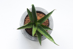 Сансевиерия Медуза — купить стильное растение для дома