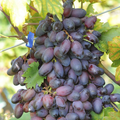 Виноград Эталон (-23)