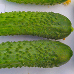 Герман F1 семена огурца партенокарпического (Seminis / Семинис)