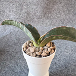 Сансевиерия WATERMARK