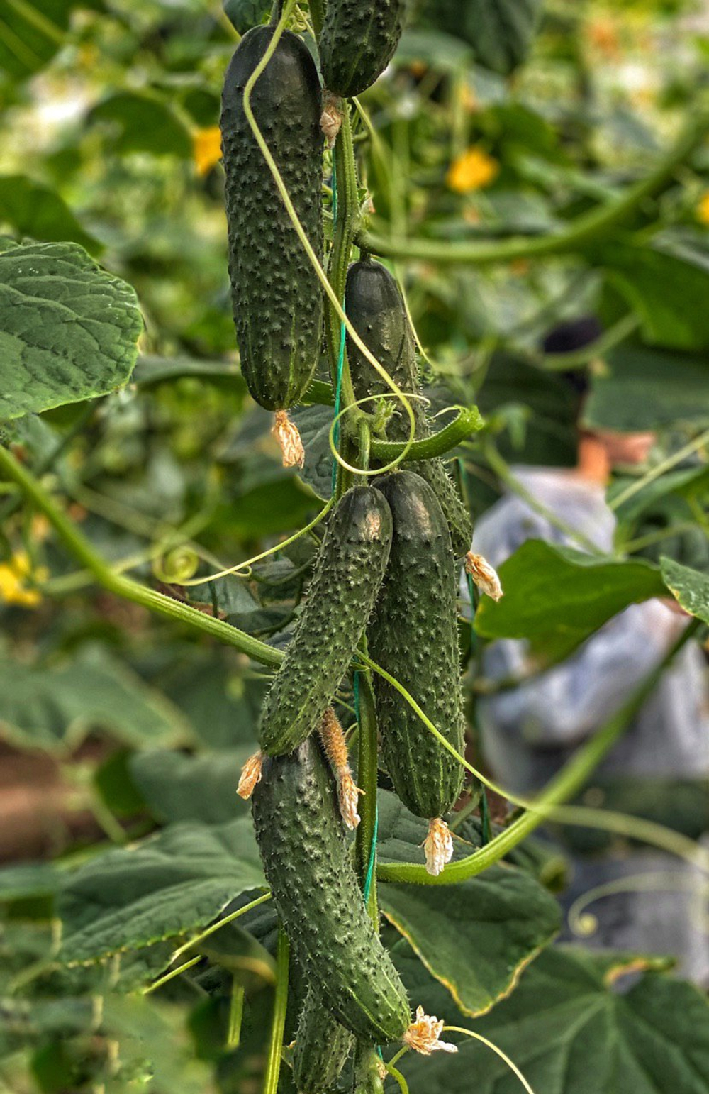 Баде F1 семена огурца партенокарпического ( Yuksel Tohum / )