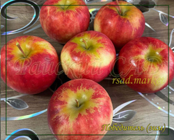 Яблоня Победитель