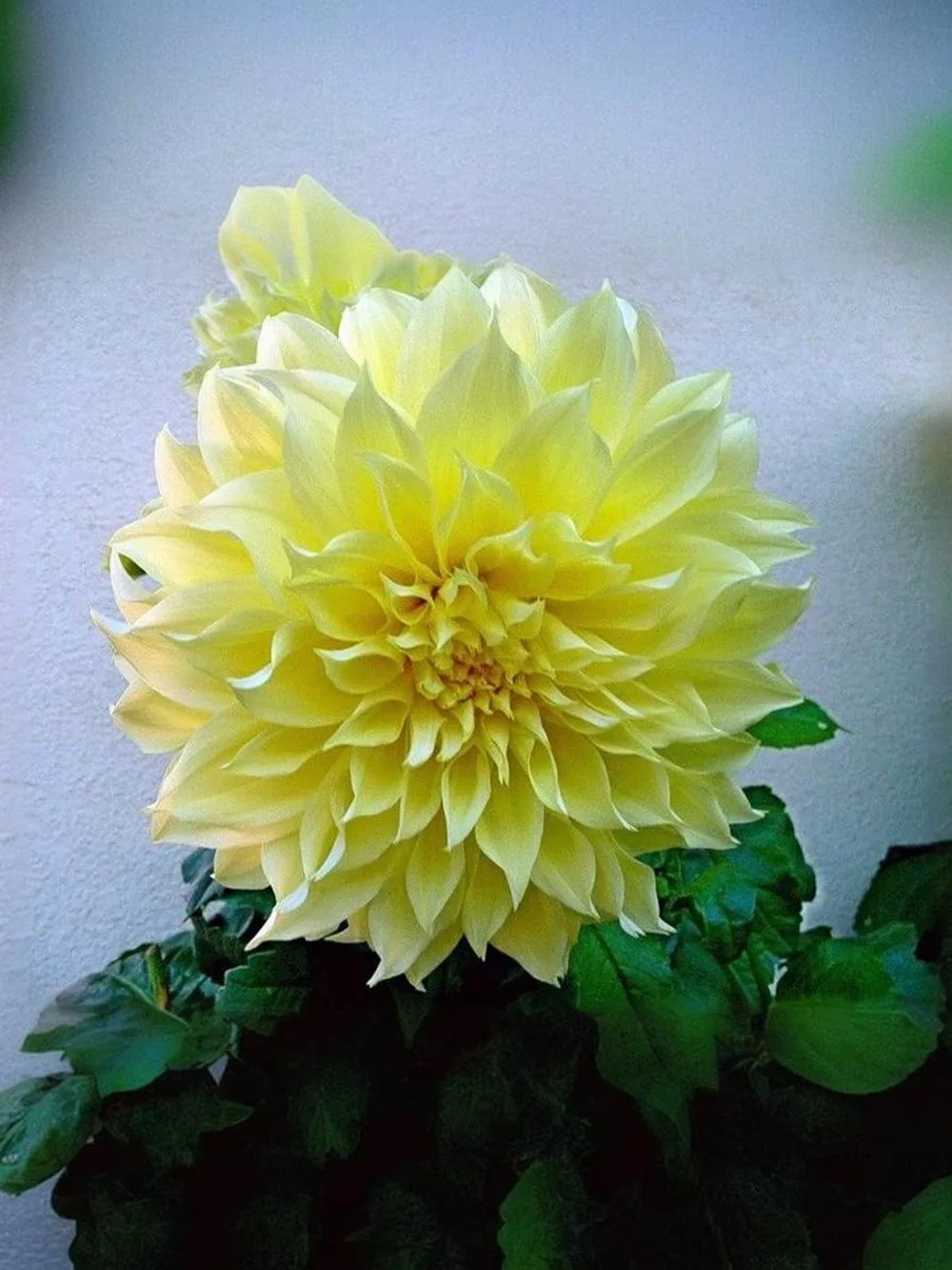 Георгин декоративный Кельвин Флудлайт