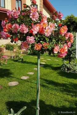 Роза Джаз штамб 90 см Закупка М21 весна 2026