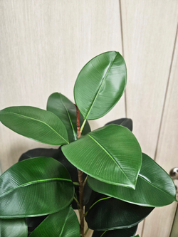 Искусственный Фикус Эластика 100см зеленый в кашпо