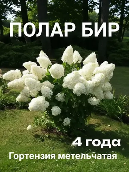 Полар Бир гортензия метельчатая