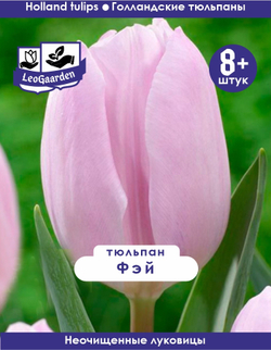 Тюльпан Луковица, Фэй, 8+ шт