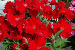 Гвоздика китайская Диана F1 Скарлетт 8шт Мировые Семена VITA GREEN