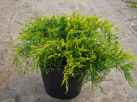 Можжевельник средний «Pfitzeriana Aurea»