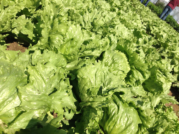 Диамантинас семена салата айсберг – фото 2