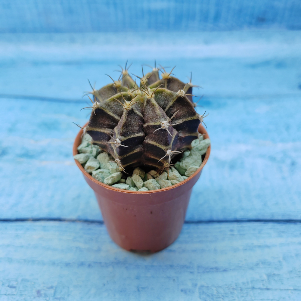 Gymnocalycium Friedrichii (Гимнокалициум)