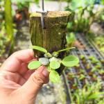 Орхидея DENDROBIUM JENKINSII