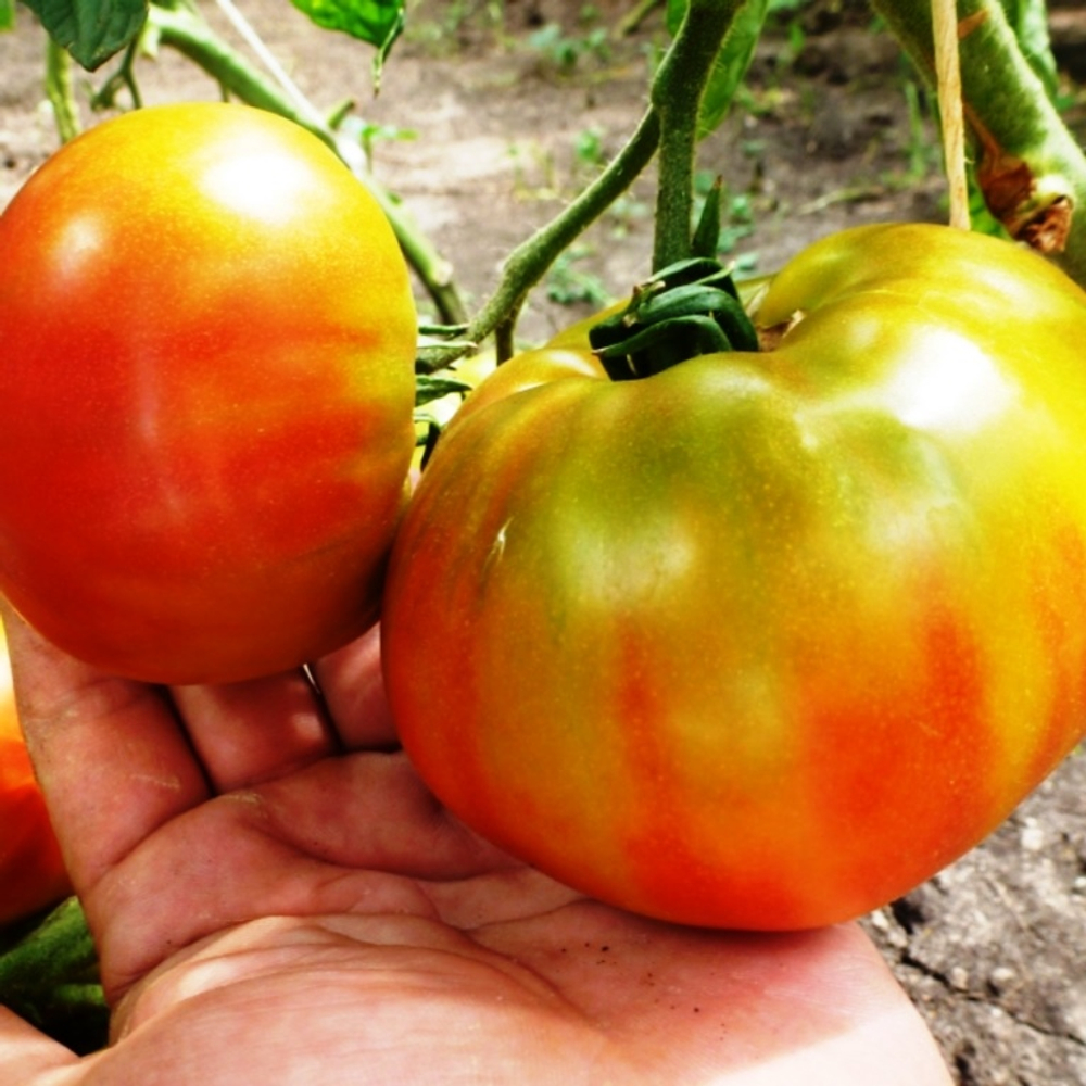 Помидоры Ananas Noire, Чёрный Ананас