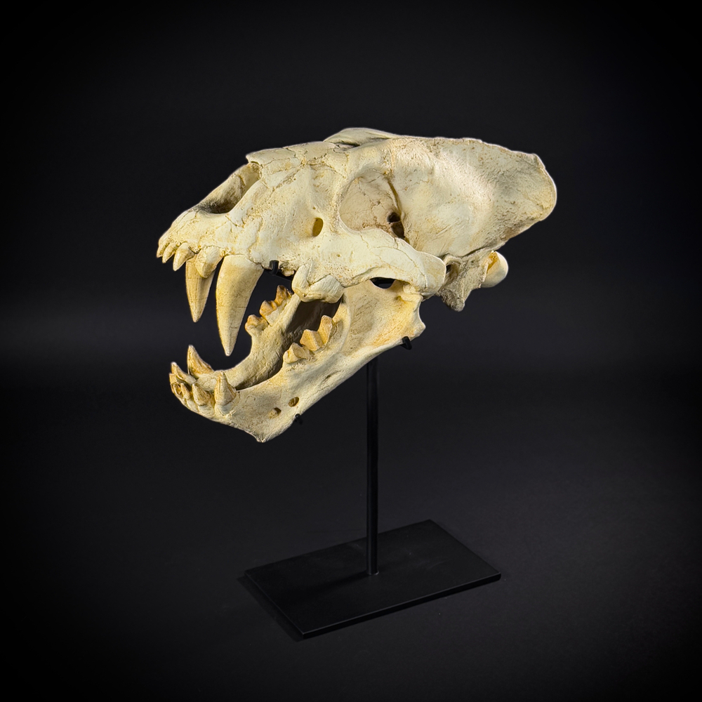 Xenosmilus на стойке