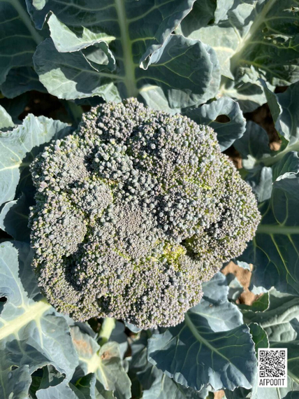 ЛАРССОН F1 семена капусты брокколи (Rijk Zwaan | Alexagro) – фото 7