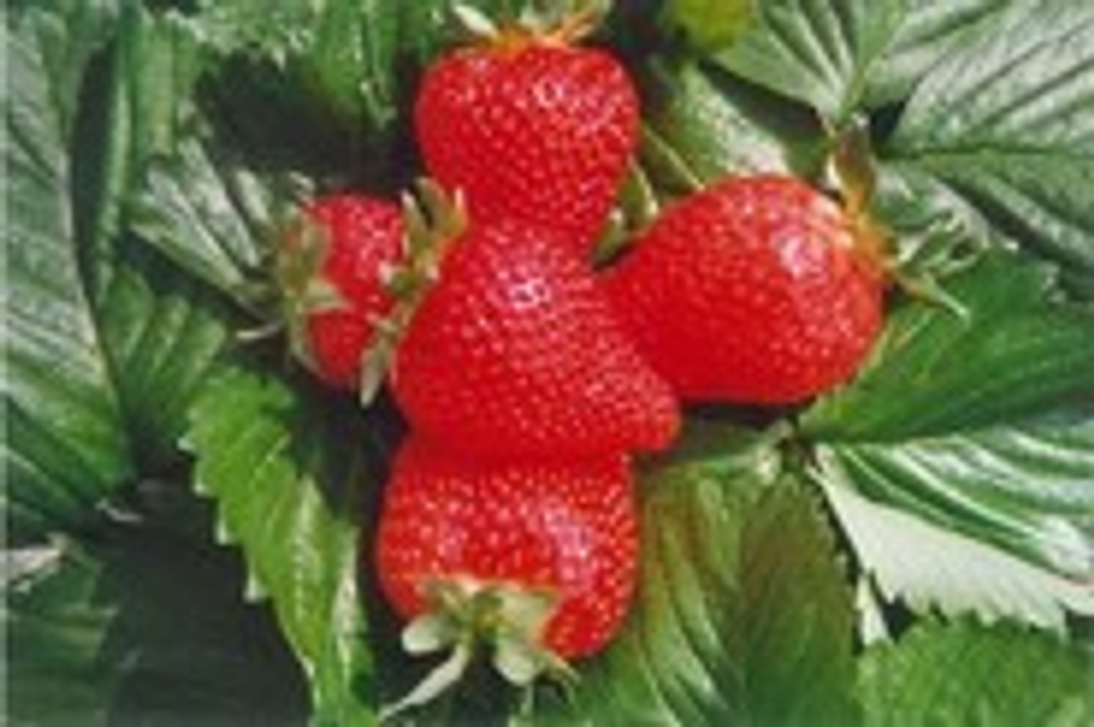 Земляника средняя Ароза Р9