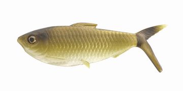 Мягкая приманка 13FISHING The Dine Swimbait 4,25"/ GR