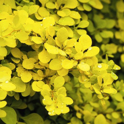 Барбарис Тунберга Ауреа С3 Закупка М60 июнь 2026