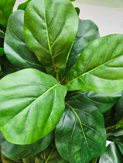 Фикус Лирата Робуста 160см в кашпо