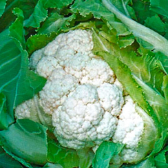 Кандид Шарм F1 семена капусты цветной (Sakata / Саката)