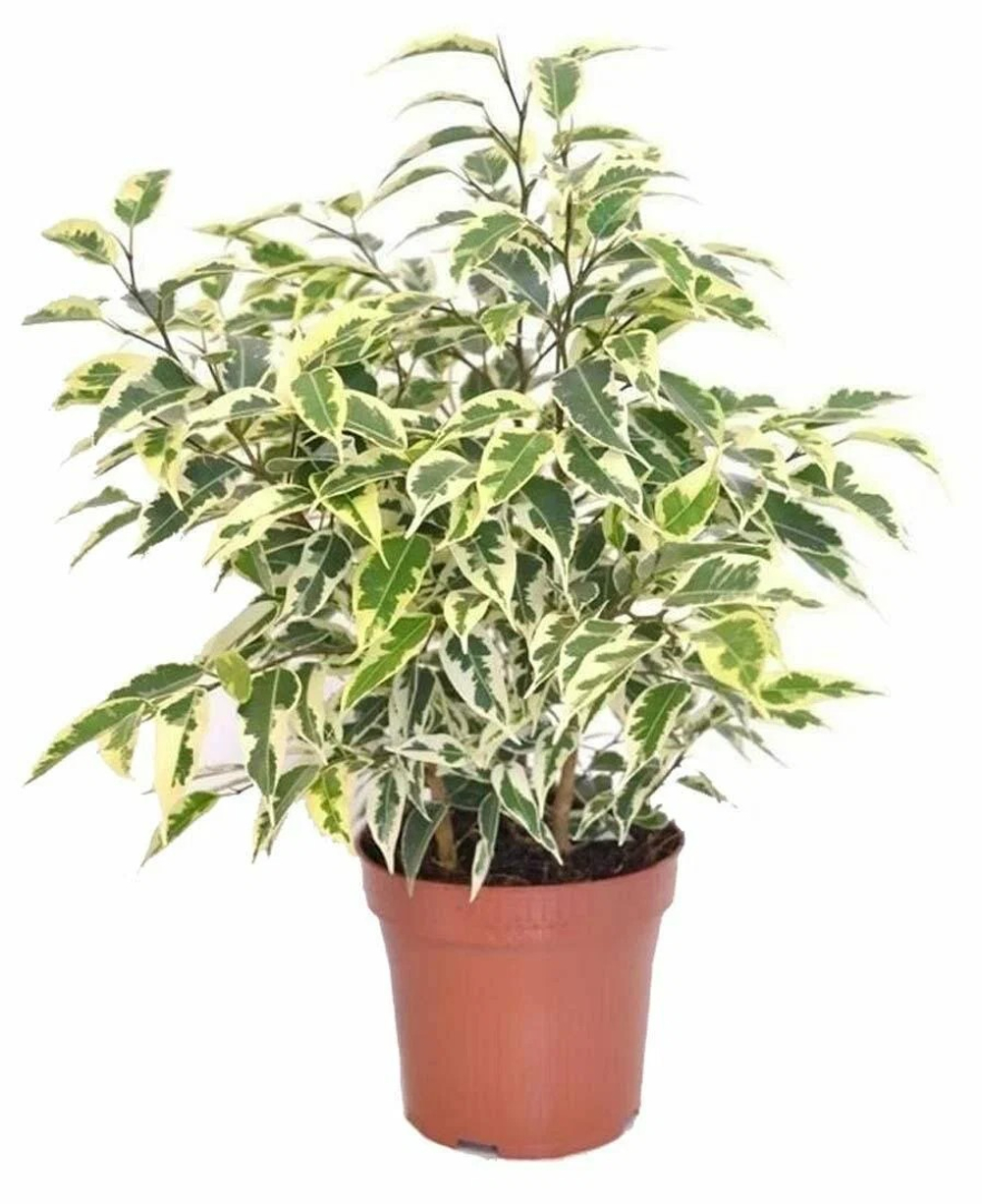 Фикус Бенджамина в контейнере Р7