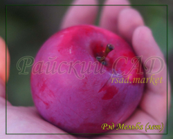 Яблоня Мельба Ред , Мелба Красная,(Melba-red)