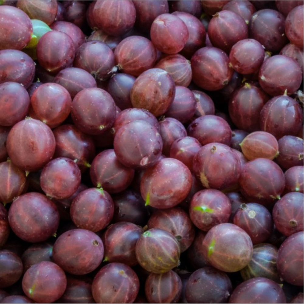 Крыжовник ОЛАВИ (Хиннонмаен Пунайнен)