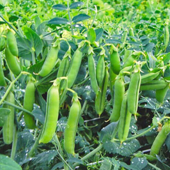 Трофи семена гороха (Syngenta / Сингента)