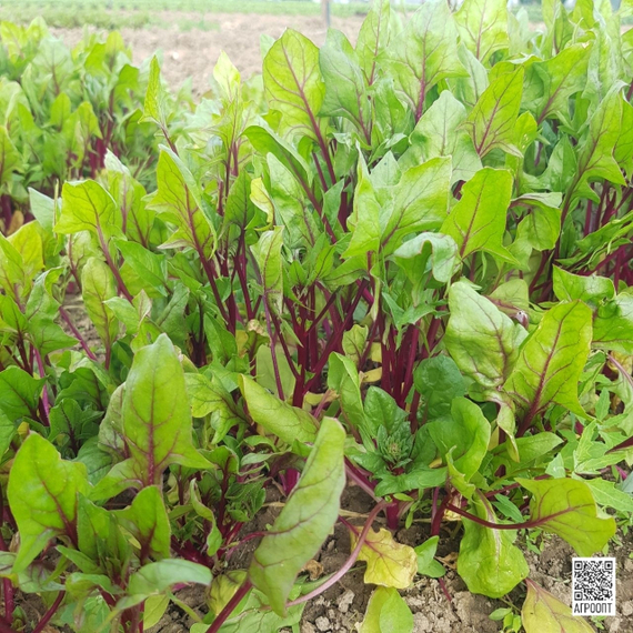 РЕД ТАББИ F1 семена шпината (Rijk Zwaan | Alexagro) – фото 2