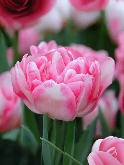 Тюльпан Махровый ранний Фокстрот