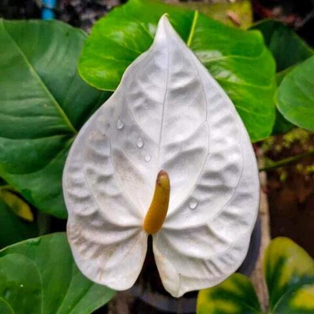 Антуриум Андре CHAMPAGNE р. МИНИ