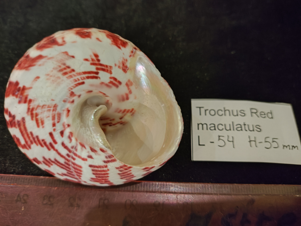 Трохус "Red""35-70мм"