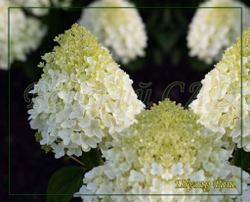 Гортензия метельчатая Шугар Раш- Сладкое стремление (Hydrangea paniculata `Sugar Rush`)