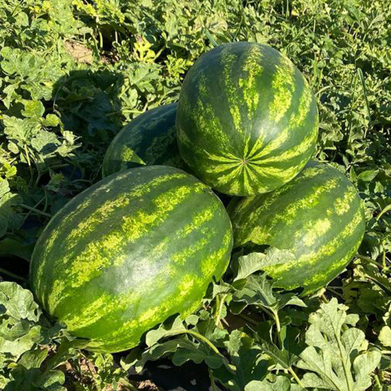 Каристан F1 семена арбуза культура – фото 4