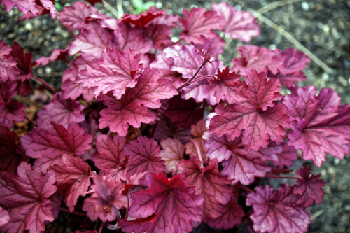 Гейхера Беррри смузи