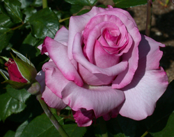 Роза Барбара Стрейзанд С7 Закупка М57 июнь 2026