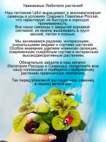 Плектрантус Голд реснитчатый золотой