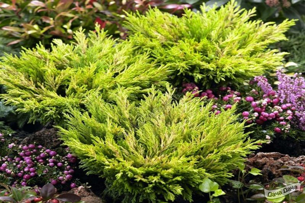 Можжевельник горизонтальный Лайм Глоу Р9 10-15 см*10-15 см Закупка М62 апрель-май 2026