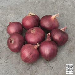 Ред Булл F1 семена лука репчатого (Bejo / Бейо)