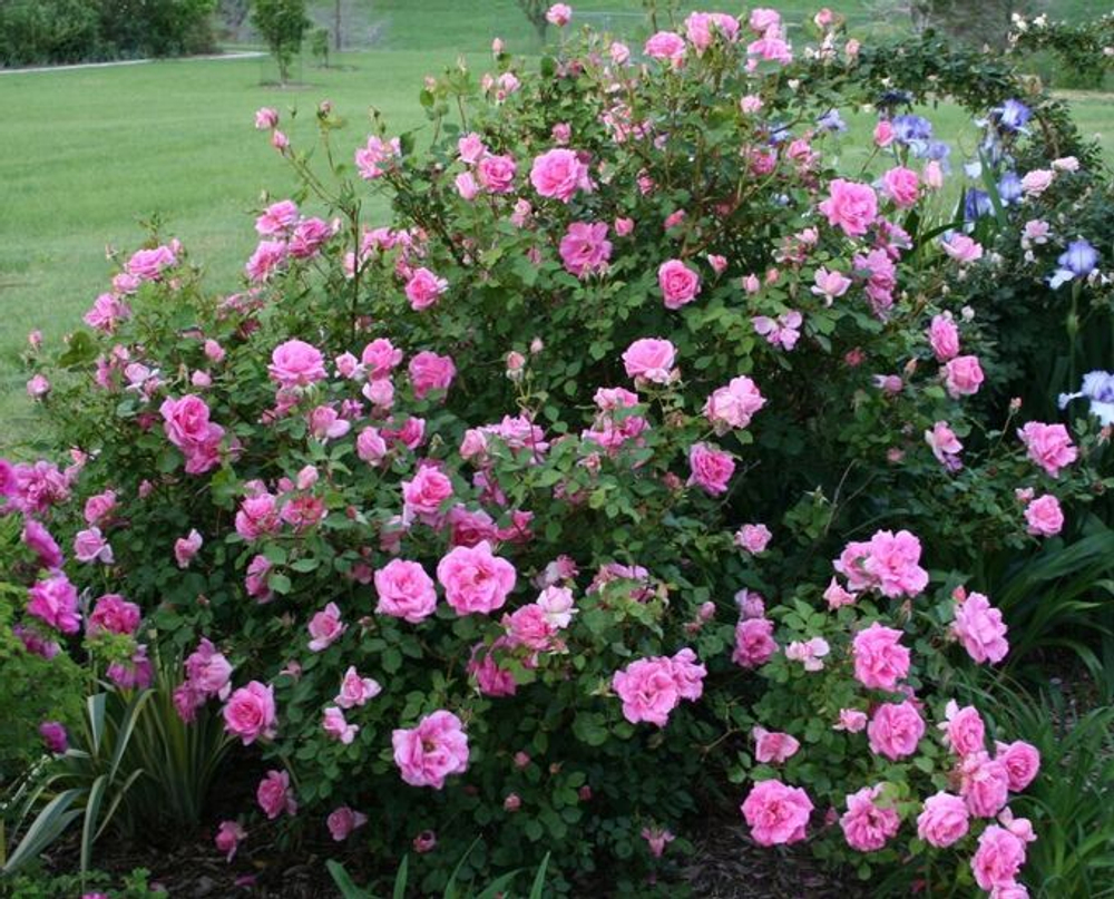 Роза канадская Дэвид Томпсон С4 Закупка М43 июнь 2026